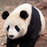 富贵闲人