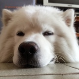 李大🐻他二姐