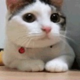 BAOS