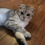 小埋好可爱