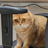 恰似胖猫压枝头