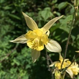 littlestar