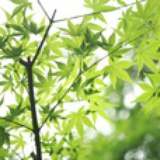 嗡嗡嗡