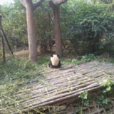 柠檬的夏天