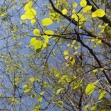 fedoria