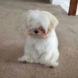 啊呸