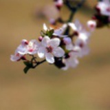 豆子