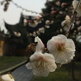 xiao骆驼