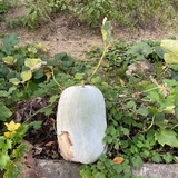 文心雕龙