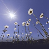 sunshine