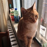 猫掌柜