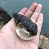 想当老师假文青