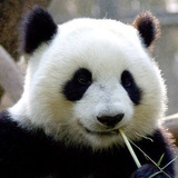 古巴话梅