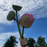唐伯虎点蚊香