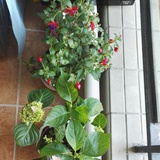 木棉简溪