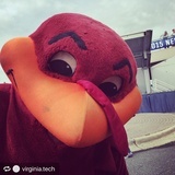 Hokie