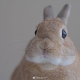 粥粥