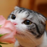 神圣的猫