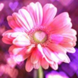 Miss love who