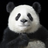 追梦痴子心