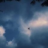 盲肠先生