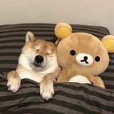 石头石头大石头