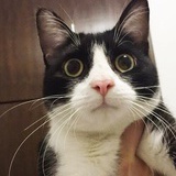 韭菜小羊