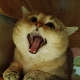 夏天最好老霸王