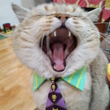 夏天别走老霸王