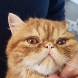 觅食醉猫