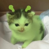 溏心鸡屎