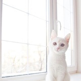 柠小猫猫猫猫