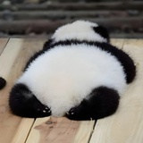 喵总