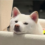 iiiiilllll