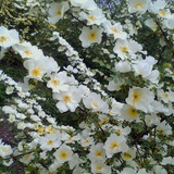 蓝莲花