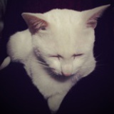 _garfigarfi