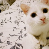 猫仙座