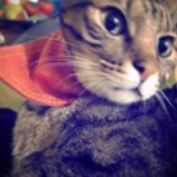 猫鱼树