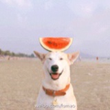 飞行员舒克