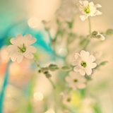 Milky