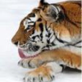 zhangjing59