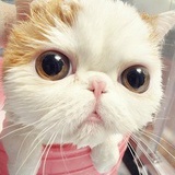 Miss.落
