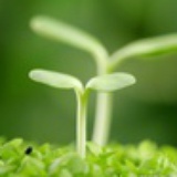 曼珠沙华