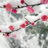 亮非诸葛