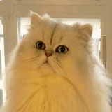 养两只猫