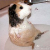 树