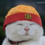 楼上的猫
