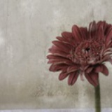 Po鲤