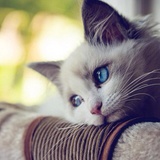 滚豆豆的猫猫