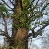 小土豆
